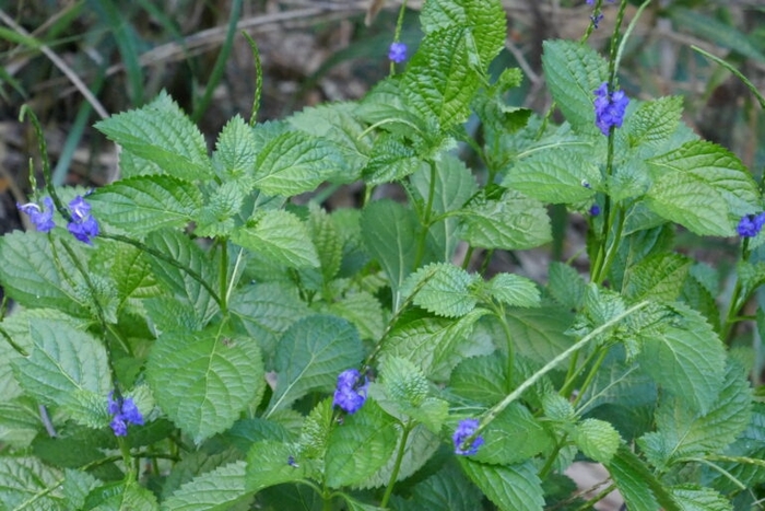 Blue Porterweed - Stachytarpheta jamaicensis from Hand Cart Garden Center