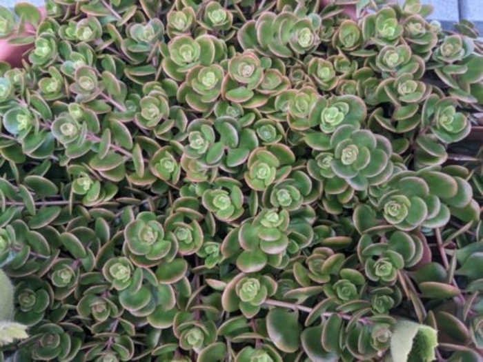 Green Sedum - Sedum spurium from Hand Cart Garden Center