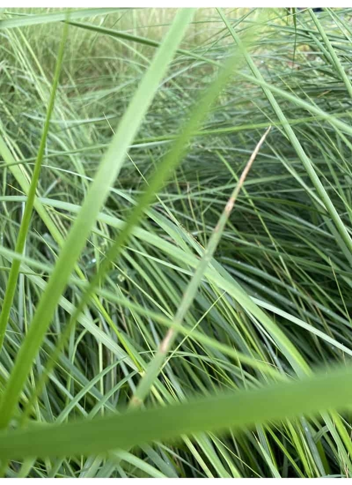 Cord Grass - Spartina bakeri from Hand Cart Garden Center