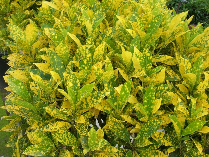 'Gold Dust' Croton - Codiaeum variegatum from Hand Cart Garden Center