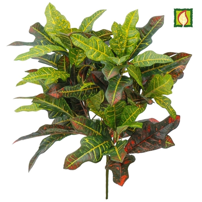 Croton - Codiaeum variegatum from Hand Cart Garden Center