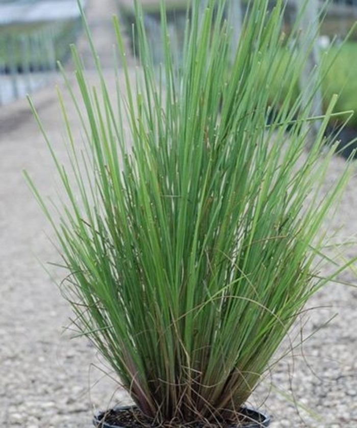 Fakahatchee Grass Dwarf - Tripsacum floridanum from Hand Cart Garden Center