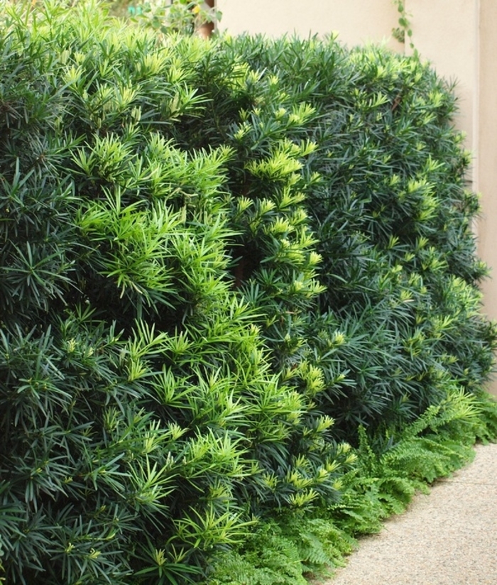 Podocarpus - Podocarpus macrophyllus from Hand Cart Garden Center