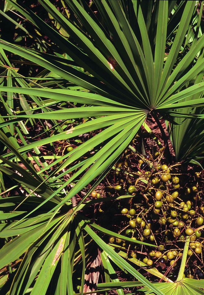 Silver Saw Palmetto - Serenoa repens from Hand Cart Garden Center