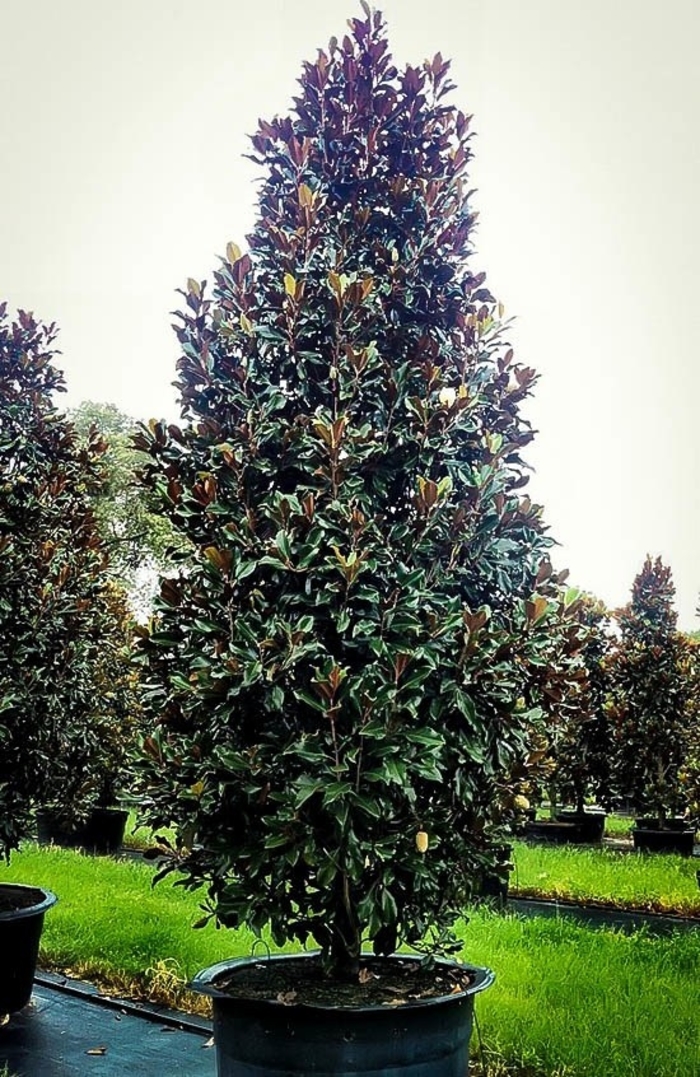 Magnolia Brown Beauty - Magnolia grandiflora from Hand Cart Garden Center