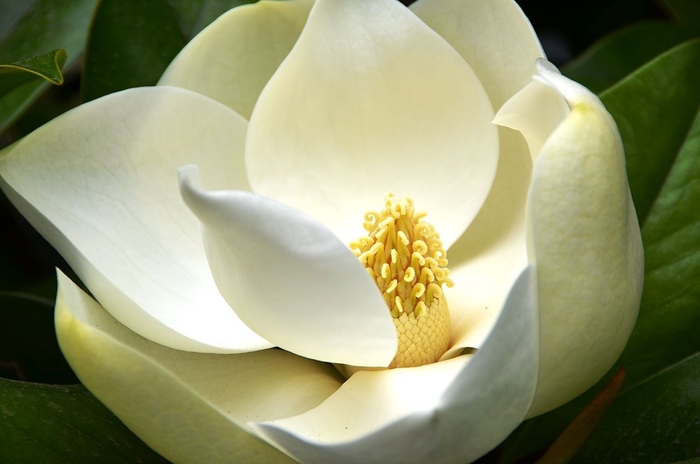 Magnolia - Magnolia grandiflora from Hand Cart Garden Center