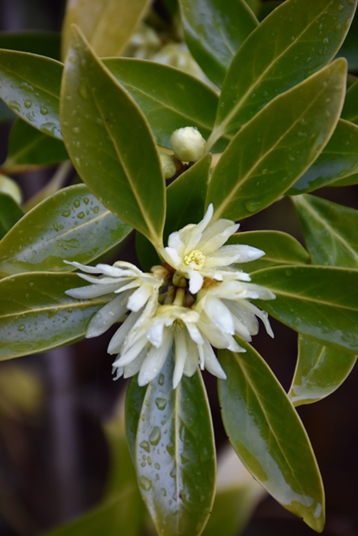 Anise - Illicium anisatum from Hand Cart Garden Center