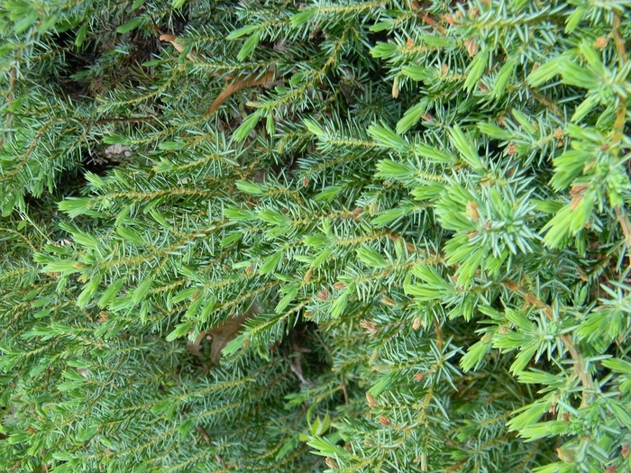 Blue Pacific Juniper - Juniperus conferta from Hand Cart Garden Center