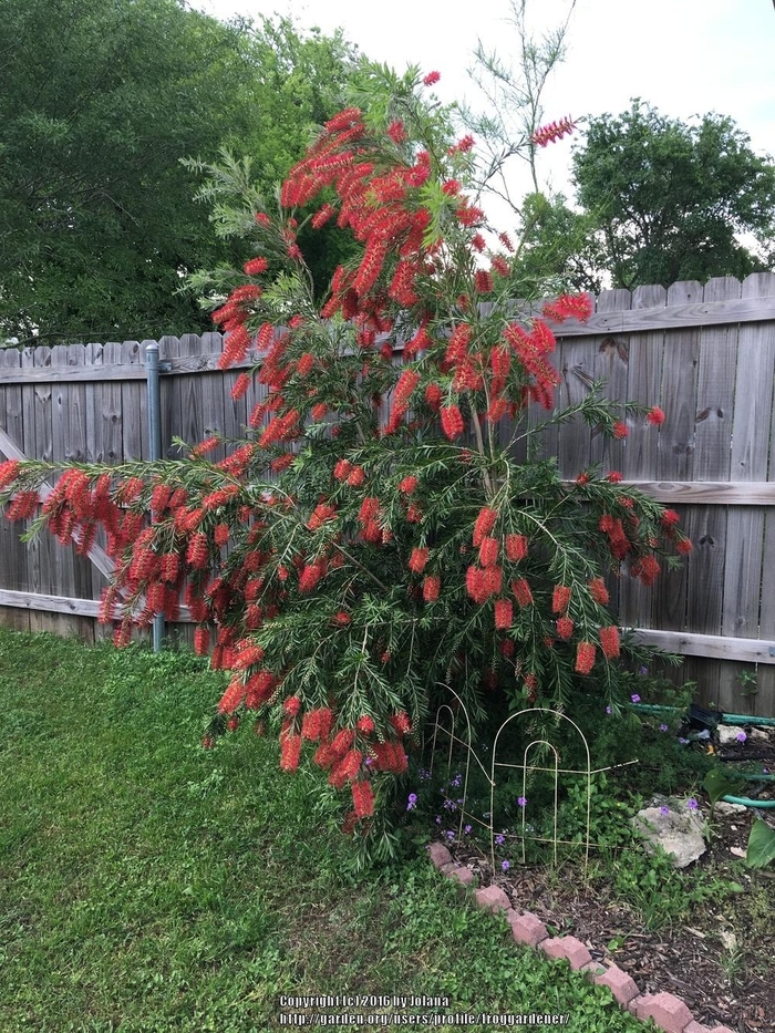 Weeping Bottlebrush - Calistemon viminalis from Hand Cart Garden Center