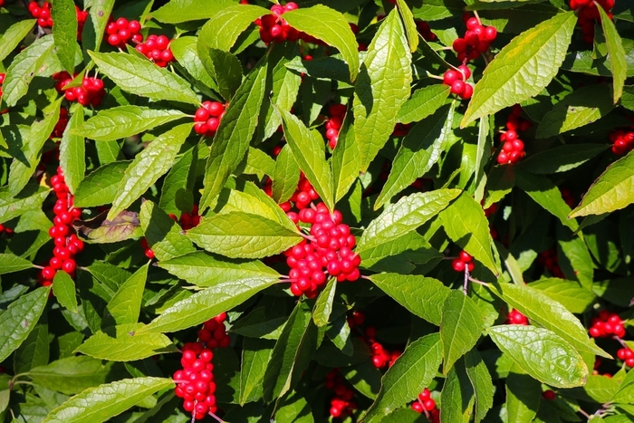 Eagleston Holly - Ilex x attenuata from Hand Cart Garden Center