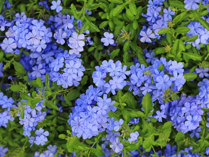 Plumbago - Plumbago auriculata from Hand Cart Garden Center