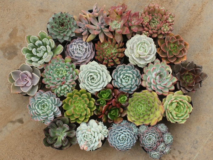 Echeveria - Echeveria gibbiflora from Hand Cart Garden Center