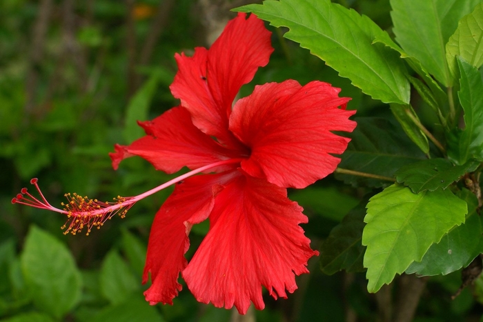 Chinese Hibiscus - Hibiscus rosa-sinensis from Hand Cart Garden Center