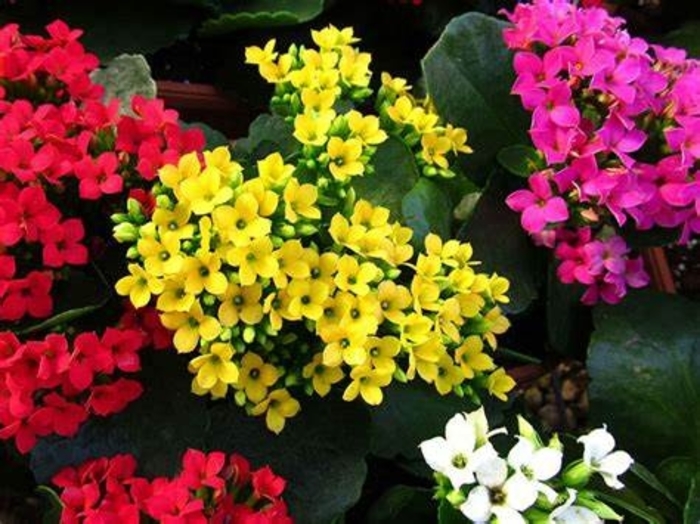 Kalanchoe - Kalanchoe blossfeldiana from Hand Cart Garden Center