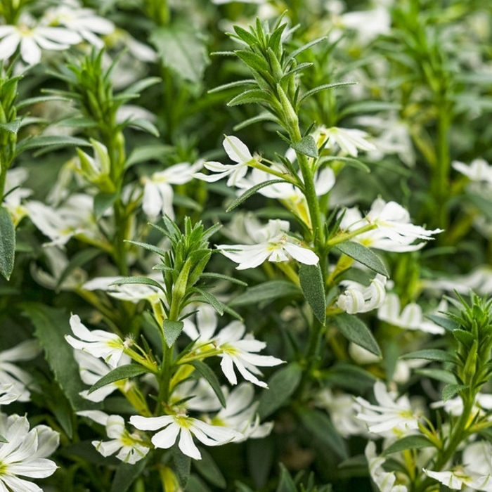 White Whirlwind - Scaevola aemula from Hand Cart Garden Center