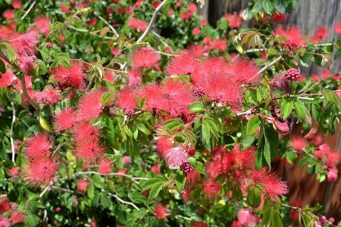 Powderpuff Tree - Calliandra haematocephala from Hand Cart Garden Center