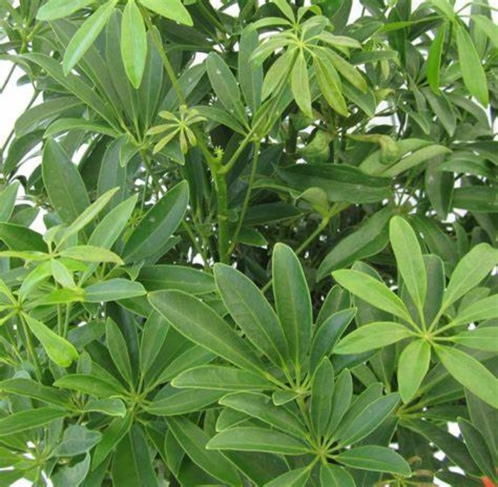 Green Arboricola - Schefflera arboricola from Hand Cart Garden Center