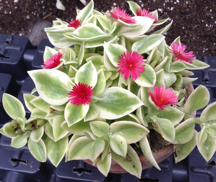 Baby Sun Rose Variegated - Aptenia cordifolia from Hand Cart Garden Center