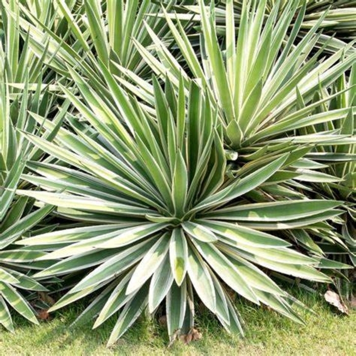 Sisal Agave - Agave sisalana from Hand Cart Garden Center