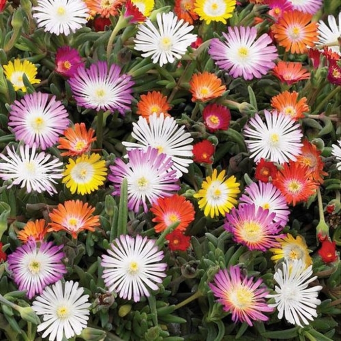 Delosperma - Delosperma cooperi from Hand Cart Garden Center