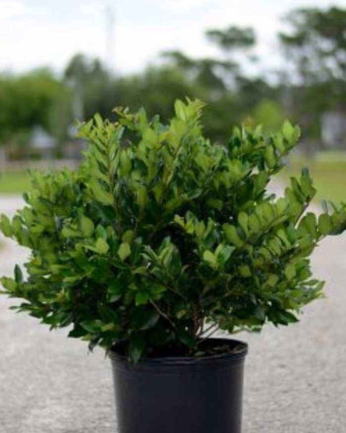 Ligustrum Privet - Ligustrum ovalifolium from Hand Cart Garden Center