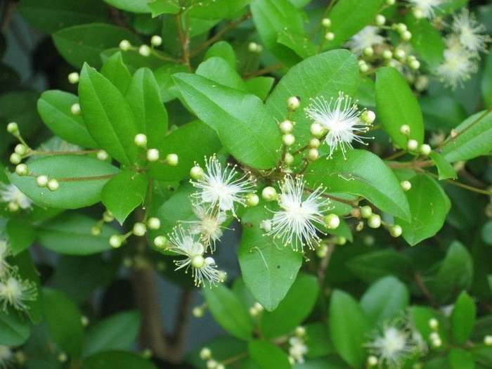 Simpson's Stopper - Myrcianthes fragrans from Hand Cart Garden Center