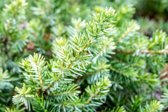 Shore Juniper - Juniperus conferta from Hand Cart Garden Center