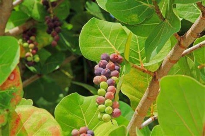 Sea Grape - Coccoloba uvifera from Hand Cart Garden Center