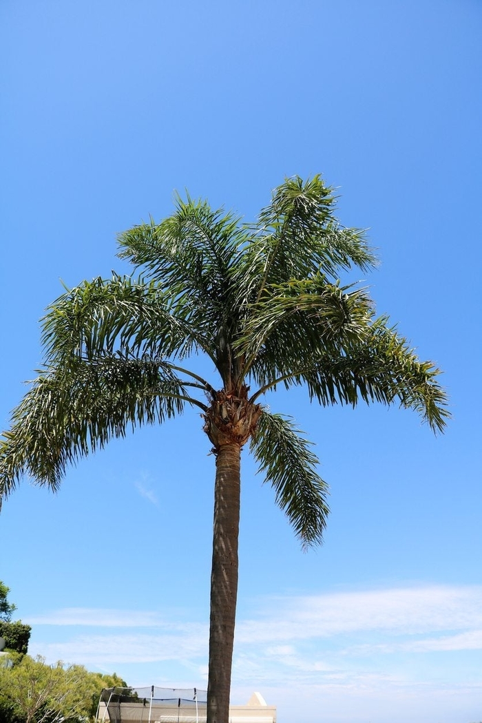 Queen Palm - Syagrus romanzoffiana from Hand Cart Garden Center