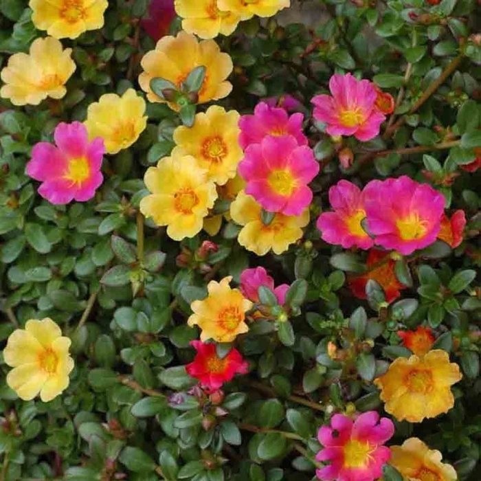 Purslane - Portulaca grandiflora from Hand Cart Garden Center