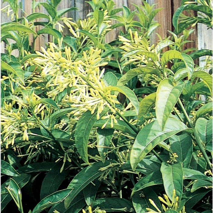 Night Blooming Jasmine - Cestrum nocturnum from Hand Cart Garden Center