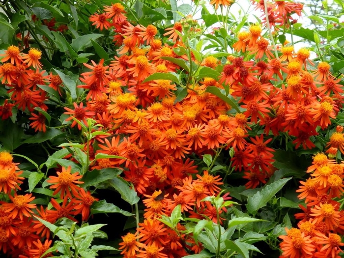 Mexican Flame Vine - Pseudogynoxys chenopodioides from Hand Cart Garden Center