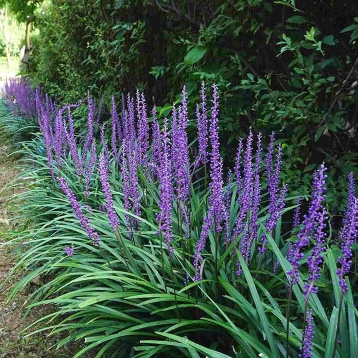 Super Blue Liriope - Liriope muscari from Hand Cart Garden Center