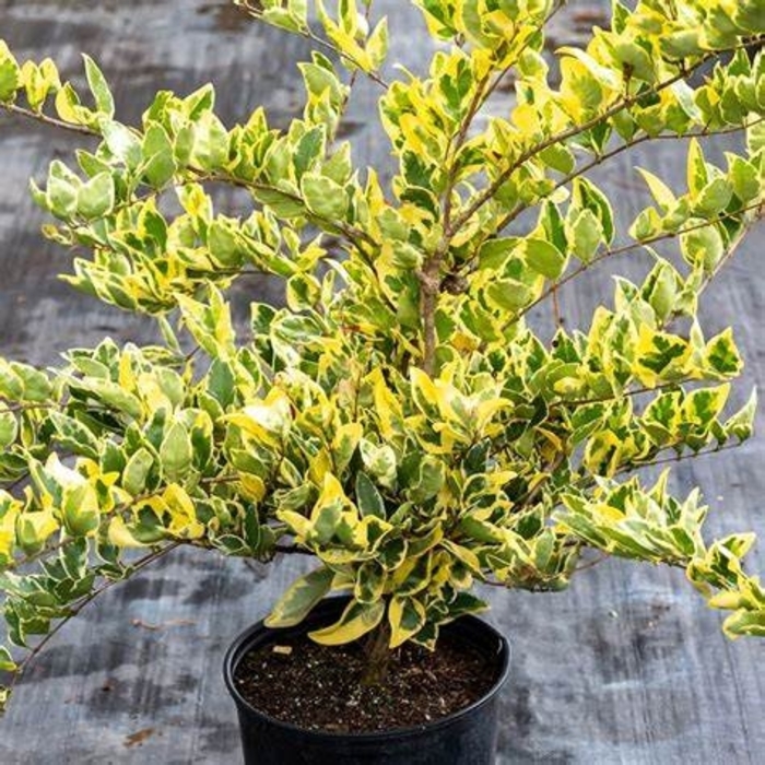 Ligustrum 'Jack Frost' - Ligustrum japonicum from Hand Cart Garden Center