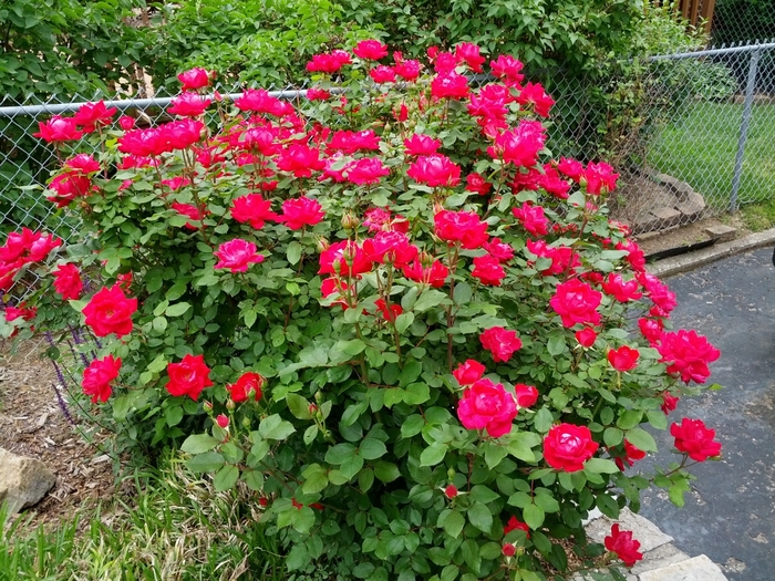 Knockout Rose - Rosa from Hand Cart Garden Center