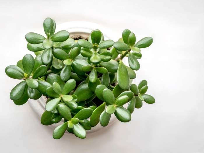 Jade Plant - Crassula ovata from Hand Cart Garden Center