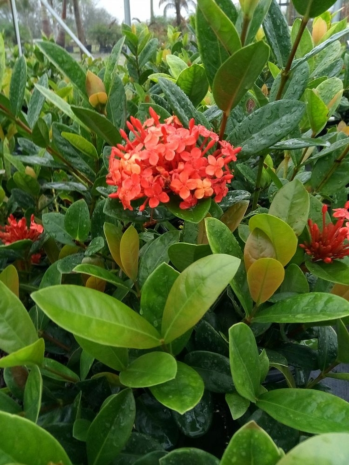 Ixora 'Dwarf' - Ixora Taiwanensis from Hand Cart Garden Center