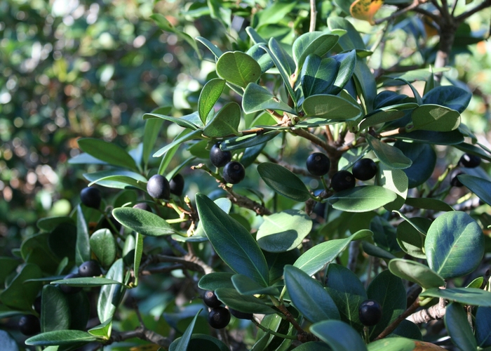 Indian Hawthorn - Rhaphiolepis indica from Hand Cart Garden Center