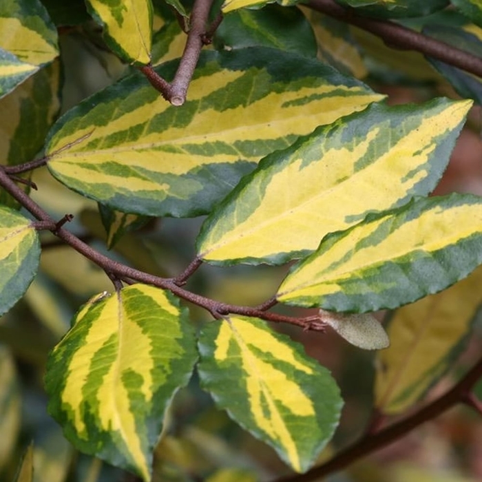 Elaeagnus - Pungen Maculata from Hand Cart Garden Center