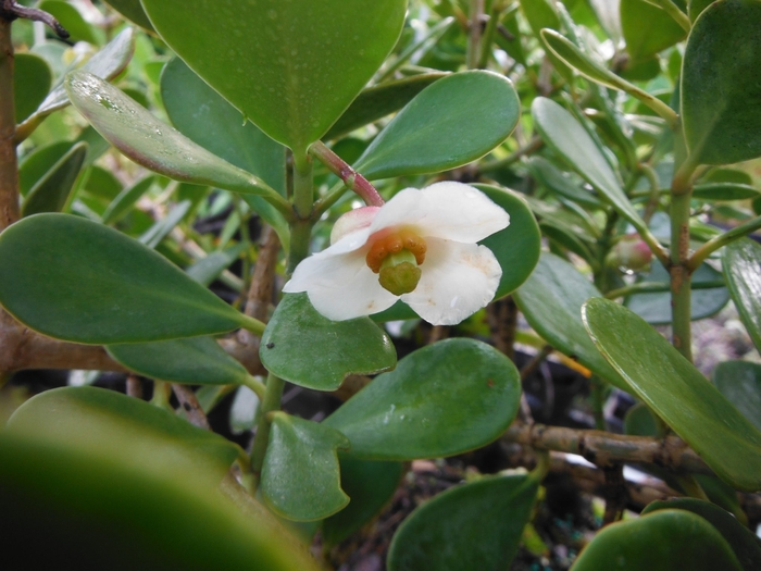 Clusia Dwarf - Clusia rosea from Hand Cart Garden Center