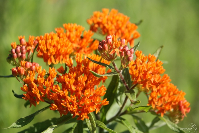 Butterfly Milkweed - Asclepias tuberosa from Hand Cart Garden Center