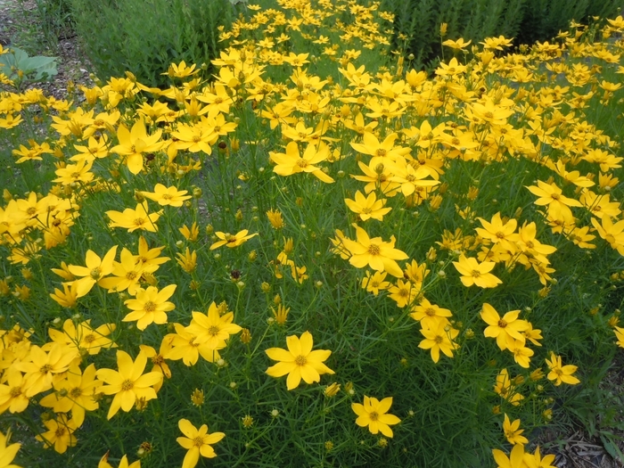 Coreopsis - Coreopsis grandiflora from Hand Cart Garden Center