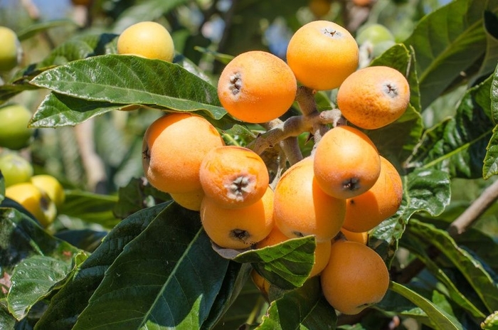 Loquat - Eriobotrya japonica from Hand Cart Garden Center