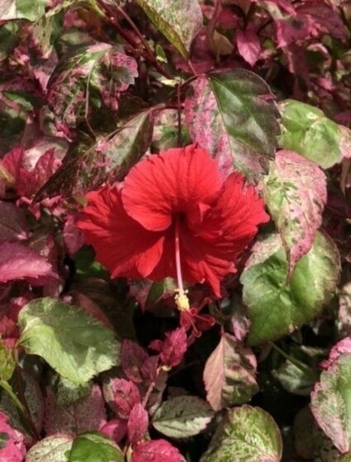 Red Hot Hibiscus - Hibiscus rosa-sinensis from Hand Cart Garden Center