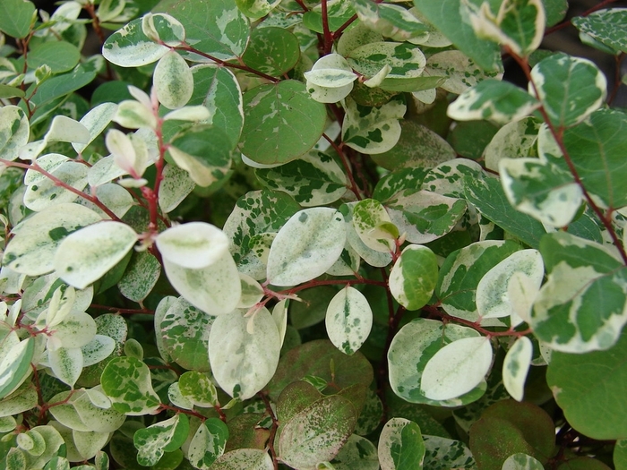 Snow Bush - Breynia disticha from Hand Cart Garden Center