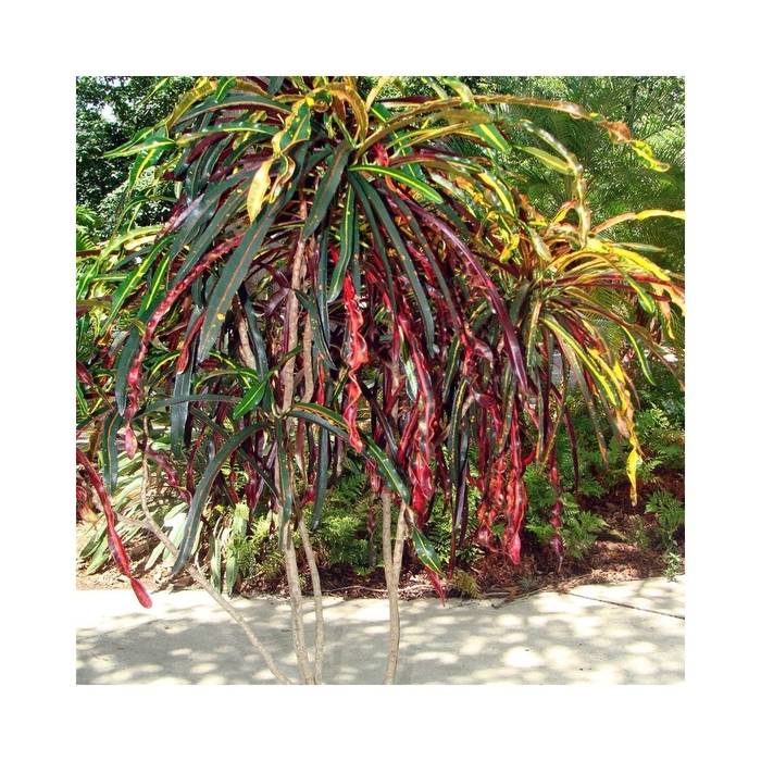 'Zanzibar' Croton - Codiaeum variegatum from Hand Cart Garden Center