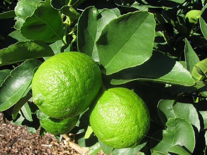 Persian Lime - Citrus x latifolia from Hand Cart Garden Center