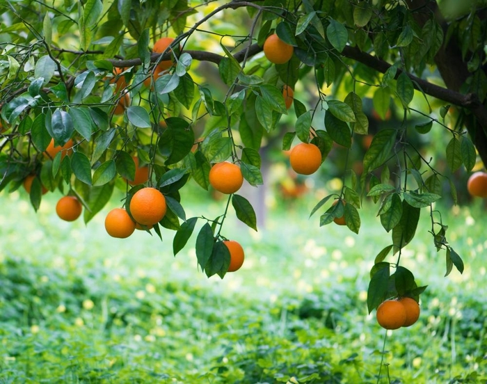 Navel Orange - Citrus sinensis from Hand Cart Garden Center