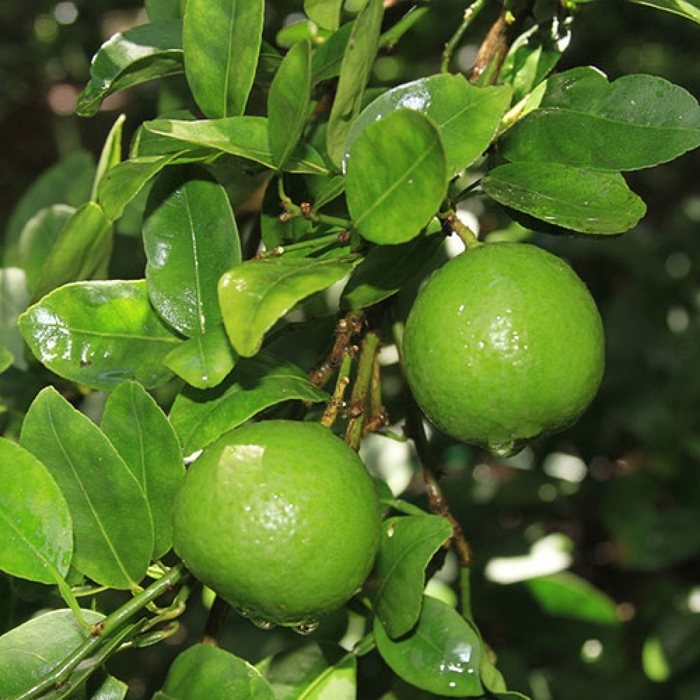 Key Lime - Citrus aurantifolia from Hand Cart Garden Center