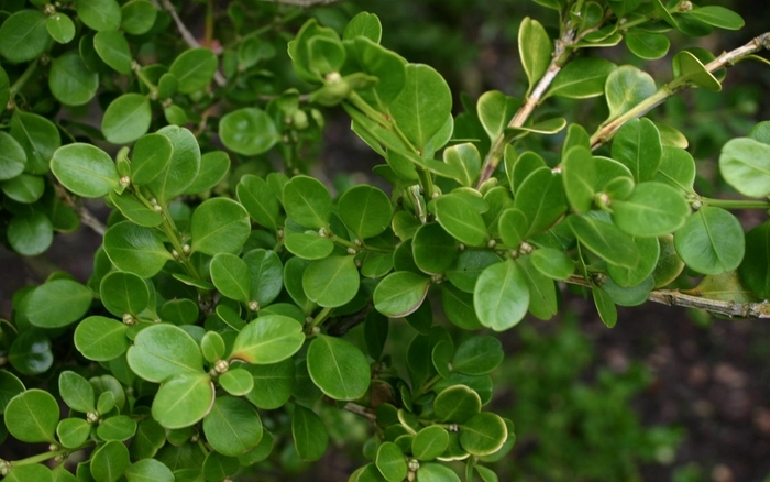 Boxwood - Buxus microphylla from Hand Cart Garden Center